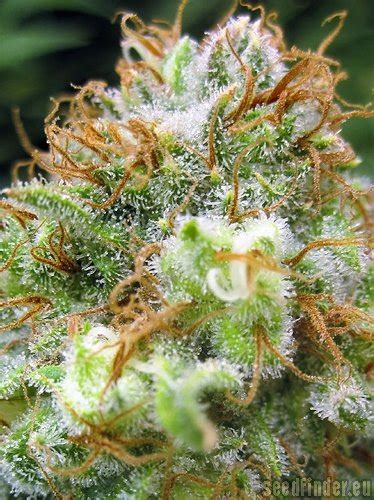Cherry Tart (LEDSeedz) :: Cannabis Strain Info
