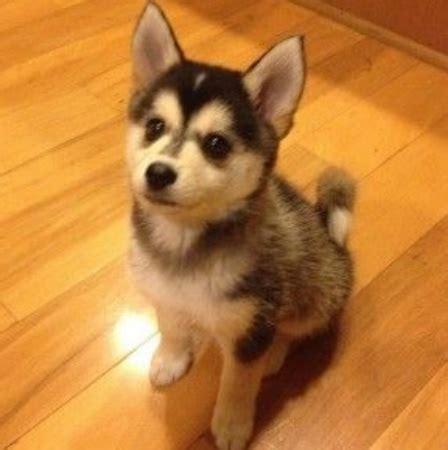 Pomsky Dog Breed, Temperament, Training and Diet - Platpets - Training ...