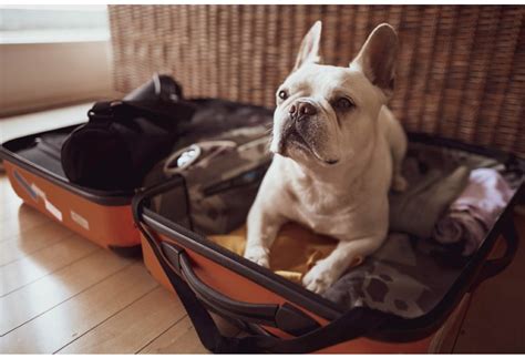 Going Somewhere? Here's the Best Dog Travel Bag - Doggies List