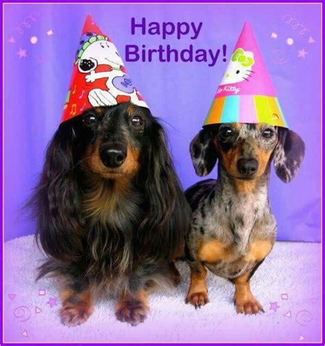 Dachshund Happy Birthday Meme 525 Best Images About Dachshunds Birthday Greetings | BirthdayBuzz