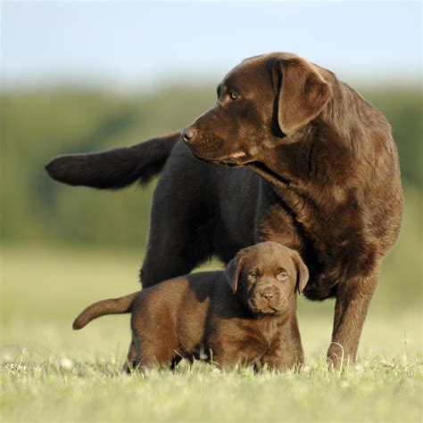 Breeding From Your Labrador - The Labrador Site