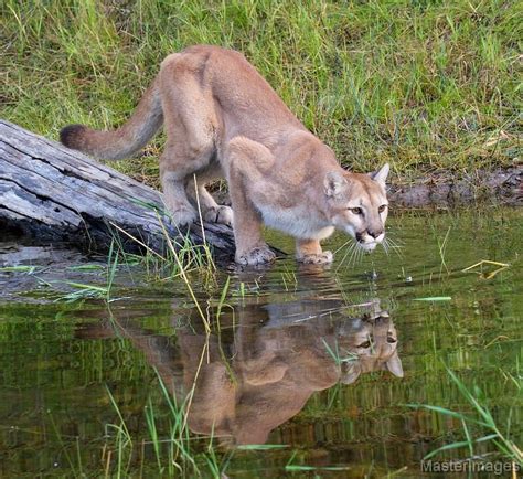 Feds declare eastern cougar extinct, but did it ever exist?