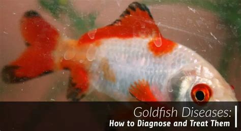 11 Goldfish Diseases: How to Diagnose and Treat Them