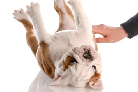 Dog Stomach Gurgling: Causes & What to Do – Dogster