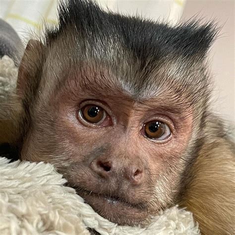 TikTok monkey George dead - Viral star who stole hearts of his 17million followers dies during ...