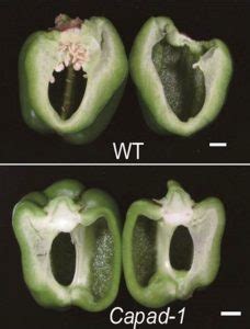 A gene knock-out that leads to seedless parthenocarpic fruits in ...