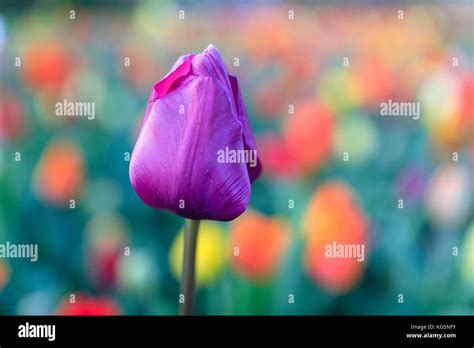 Close up of violet tulip in bloom at the Keukenhof Botanical garden Lisse South Holland The ...