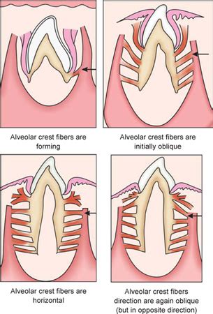 Periodontal Membrane