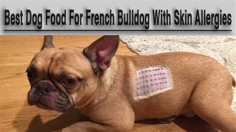 3 Best Dog Food For French Bulldog With Skin Allergies | Pets Dog World