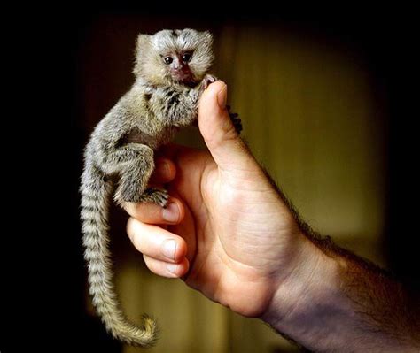 Pygmy marmoset – the smallest monkey in the world | DinoAnimals.com