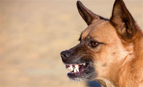 17 Aggressive Dog Training Tips & Hacks!