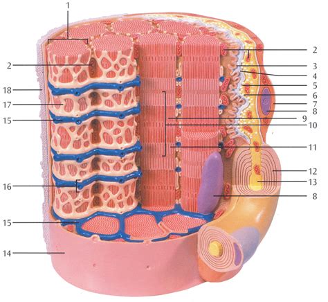 Muscle Fiber. 1. Myofibrils 2. Mitochondrium 3. Postsynaptic membrane 4 ...