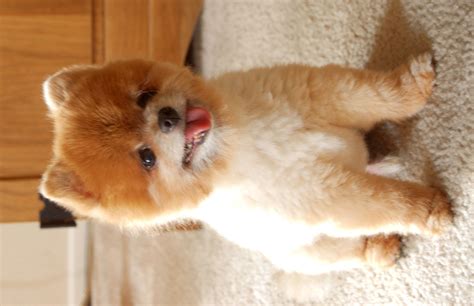 Teddy Bear Pomeranian Price - Photos All Recommendation