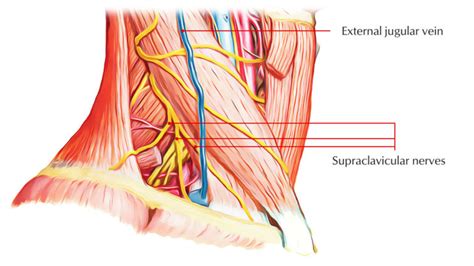 Supraclavicular Nerves – Earth's Lab