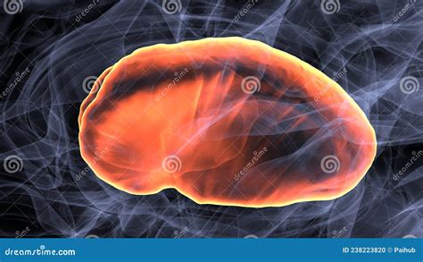 3d Illustration of Human Brain Brain Putamen Anatomy. Stock ...