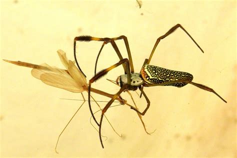 NEPHILIDAE | Pybio Paraguay Biodiversidad