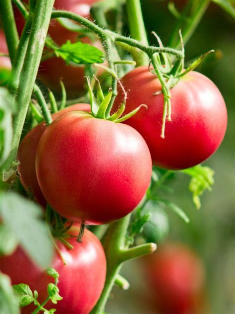 Growing Tomatoes: Tomato Growing Tips