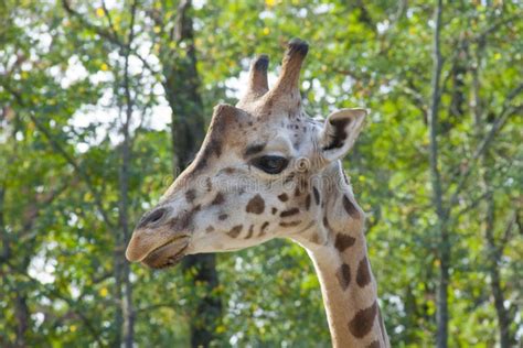 Junge Baringo-Giraffe stockfoto. Bild von huftieren, camelopardali - 35430658