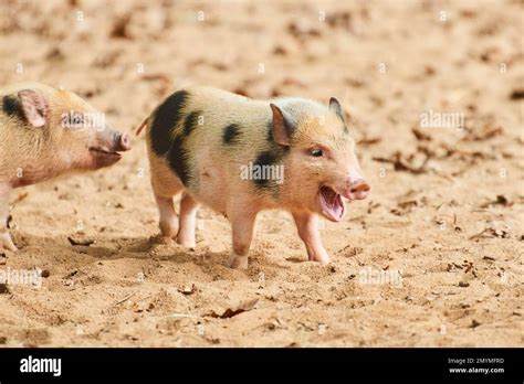 Vietnamese Pot-bellied piglets, Bavaria, Germany, Europe Stock Photo ...