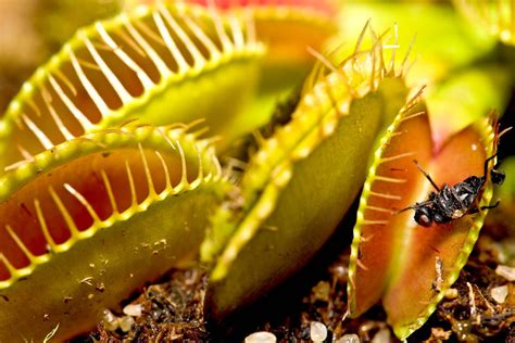 Venus flytrap | Description, Mechanism, Adaptations, Habitat, Diet, & Facts | Britannica