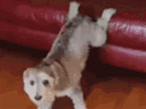 Dog Dance GIF - Dog Dance Twerk - Discover & Share GIFs