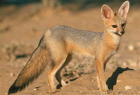 Cape fox - Alchetron, The Free Social Encyclopedia