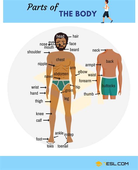 Human Body Parts Names in English with Pictures • 7ESL