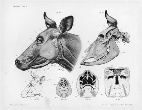 1280px-Cow_anatomy.jpg (1280×998) | Creature design, Animal drawings, Skull anatomy