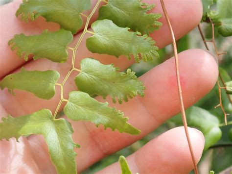 Lygodium microphyllum (Climbing Maidenhair Fern, Old World Climbing Fern) | North Carolina ...