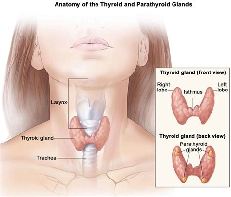 Thyroidectomy, partial or total thyroidectomy, recovery & complications