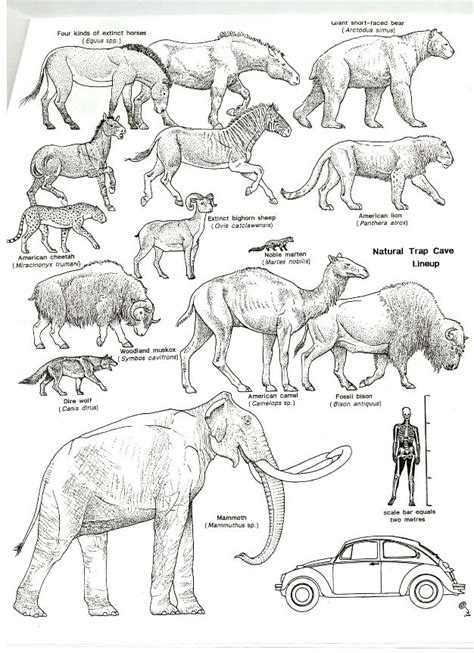 Pin by Tyrill Berry on Prehistoric North America | Prehistoric animals, Prehistoric wildlife ...