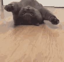 Lazy Cat GIFs | Tenor