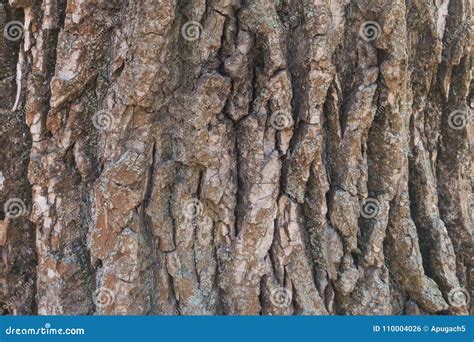 Texture of Cottonwood Black Poplar Tree Bark Stock Photo - Image of ...