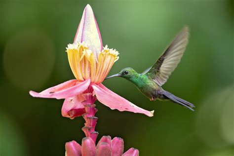 20 Types of Flowers That Attract Hummingbirds - Birdwatching Tips