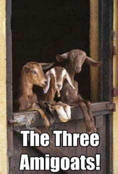 Photo: Happy Friday! | Goats, Cute goats, Animals beautiful