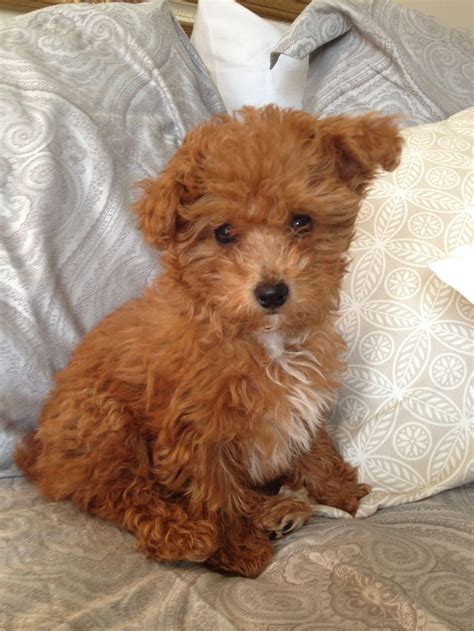 schnoodlesoffun: 55 best Teacup Yorkiepoo they're adorable images on ...