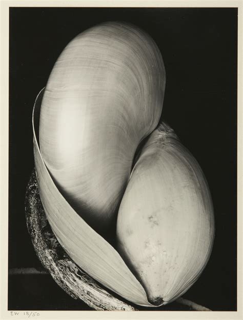 weston edward 'shells' | still life | Edward weston, Body art photography, Weston