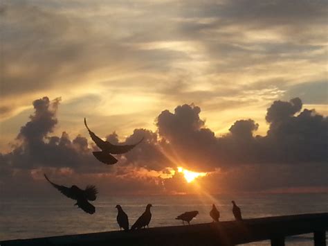 Birds and Sunrise : pics