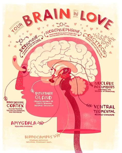 Your Brain In Love - 50 Infographics about Love You Must to Read