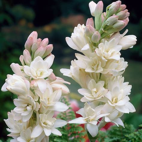 Buy Hawaiian garland flower or tuberose Polianthes tuberosa 'The Pearl'