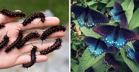 One Man Single-Handedly Repopulates Rare Butterfly Species In His Own Backyard