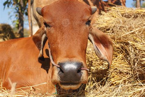 brown cow on the farm 6204672 Stock Photo at Vecteezy