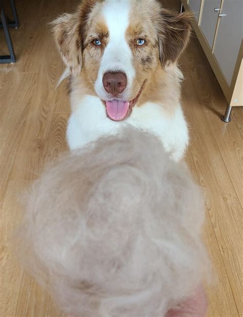 20 Best Australian Shepherd Shedding Aussies Shed