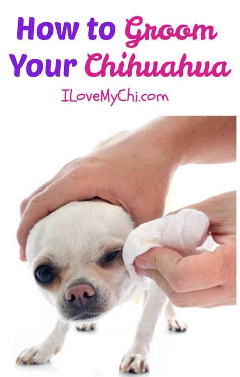 Grooming Your Chihuahua - I Love My Chi