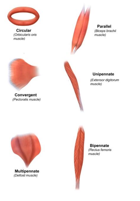 Skeletal Muscles — Human Anatomy