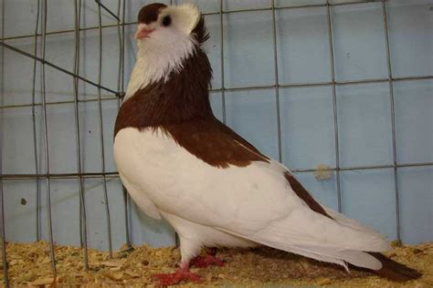 17 Tumbler Pigeon Breeds - A Complete List