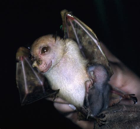 Species New to Science: [Mammalogy • 2017] Nyctimene wrightae • A New Tube-nosed Fruit Bat ...