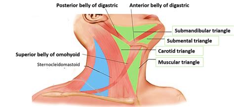 Anterior Triangle of Neck - Submental and Muscular triangles - Boundaries and Contents