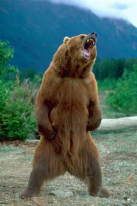 Pin by Marie Kelley on Animal Magic | Angry bear, Grizzly bear, Brown bear