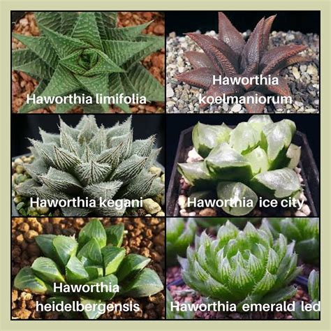 Haworthia Identification Chart